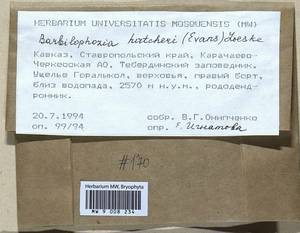 Barbilophozia hatcheri (A. Evans) Loeske, Bryophytes, Bryophytes - North Caucasus & Ciscaucasia (B12) (Russia)