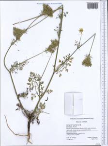 Daucus carota L., Western Europe (EUR) (Germany)