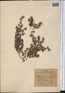 Magnoliopsida, America (AMER) (Mexico)