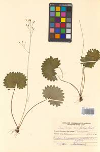 Micranthes nelsoniana subsp. nelsoniana, Siberia, Russian Far East (S6) (Russia)