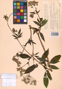 Chaerophyllum aromaticum L., Eastern Europe, Western region (E3) (Russia)