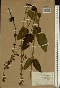 Salvia pratensis L., Eastern Europe, North Ukrainian region (E11) (Ukraine)
