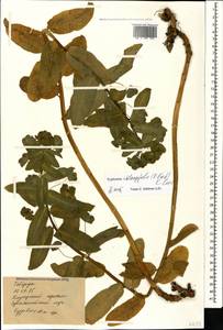 Euphorbia oblongifolia (K.Koch) K.Koch, Caucasus, Stavropol Krai, Karachay-Cherkessia & Kabardino-Balkaria (K1b) (Russia)