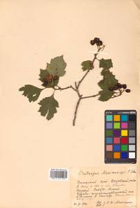 Crataegus maximowiczii C. K. Schneid., Siberia, Russian Far East (S6) (Russia)