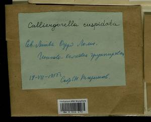 Calliergonella cuspidata (Hedw.) Loeske, Bryophytes, Bryophytes - Baltic States (B1)