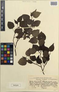 Populus tremula L., Eastern Europe, Northern region (E1) (Russia)