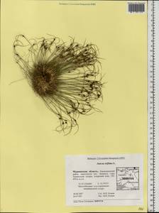 Oreojuncus trifidus (L.) Záv. Drábk. & Kirschner, Eastern Europe, Northern region (E1) (Russia)