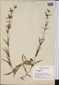 Penstemon gracilis Nutt., America (AMER) (Canada)