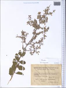 Salvia, Middle Asia, Pamir & Pamiro-Alai (M2) (Tajikistan)