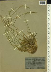 Elymus gmelinii (Trin.) Tzvelev, Siberia, Yakutia (S5) (Russia)