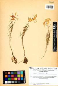 Lilium pumilum Redouté, Siberia, Baikal & Transbaikal region (S4) (Russia)