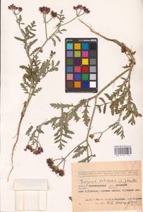 Turgenia latifolia (L.) Hoffm., Eastern Europe, Lower Volga region (E9) (Russia)