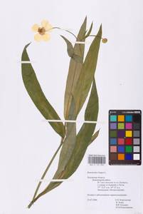 Ranunculus lingua L., Eastern Europe, North-Western region (E2) (Russia)