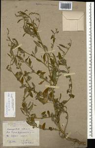 Chenopodium striatiforme Murr, Caucasus, Dagestan (K2) (Russia)