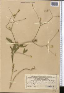 Cephalaria syriaca (L.) Schrad., Middle Asia, Western Tian Shan & Karatau (M3) (Kazakhstan)
