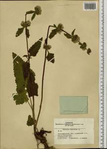 Phlomoides tuberosa (L.) Moench, Siberia, Western Siberia (S1) (Russia)