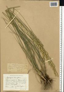 Thinopyrum elongatum (Host) D.R.Dewey, Eastern Europe, Lower Volga region (E9) (Russia)