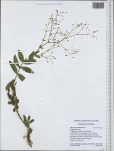 Gypsophila perfoliata L., South Asia, South Asia (Asia outside ex-Soviet states and Mongolia) (ASIA) (China)