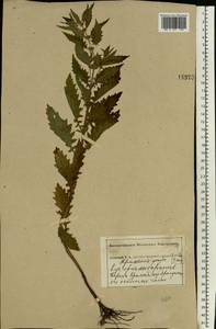 Lycopus europaeus L., Eastern Europe, Central forest-and-steppe region (E6) (Russia)