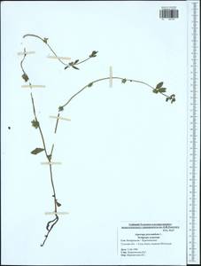 Asperugo procumbens L., Eastern Europe, Central region (E4) (Russia)