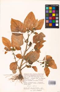 MHA 0 158 653, Physalis philadelphica Lam., Eastern Europe, Lower Volga region (E9) (Russia)