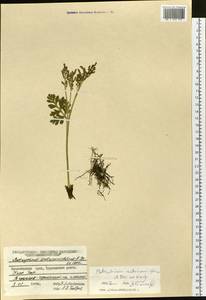 Botrychium matricariifolium (Döll) A. Braun ex Koch, Siberia, Central Siberia (S3) (Russia)