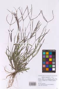 Digitaria sanguinalis (L.) Scop., Eastern Europe, Moscow region (E4a) (Russia)