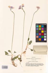 Primula nutans Georgi, Siberia, Altai & Sayany Mountains (S2) (Russia)