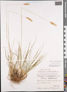 Calamagrostis purpurascens R.Br., Siberia, Yakutia (S5) (Russia)