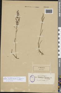 Catabrosa aquatica (L.) P.Beauv., Eastern Europe, North-Western region (E2) (Russia)