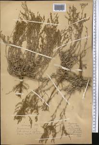 Artemisia terrae-albae (Krasch.) Krasch., Middle Asia, Muyunkumy, Balkhash & Betpak-Dala (M9) (Kazakhstan)