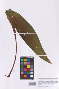 Rumex hydrolapathum (Scop.) Huds., Eastern Europe, Moscow region (E4a) (Russia)