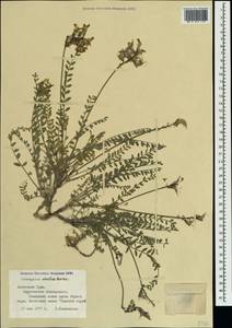 Astragalus reduncus Pall., Crimea (KRYM) (Russia)