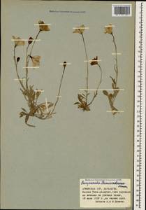 Campanula stevenii subsp. beauverdiana (Fomin) Rech.fil. & Schiman-Czeika, Caucasus, Armenia (K5) (Armenia)