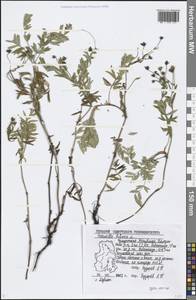 Sibbaldianthe bifurca (L.) Kurtto & T. Erikss., Eastern Europe, Volga-Kama region (E7) (Russia)