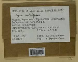 Rosulabryum moravicum (Podp.) Ochyra & Stebel, Bryophytes, Bryophytes - North Caucasus & Ciscaucasia (B12) (Russia)