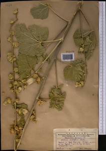 Alcea nudiflora (Lindl.) Boiss., Middle Asia, Western Tian Shan & Karatau (M3) (Kazakhstan)