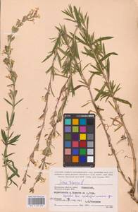 Silene tatarica (L.) Pers., Eastern Europe, Central region (E4) (Russia)