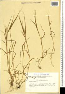 Aegilops cylindrica Host, Caucasus, Black Sea Shore (from Novorossiysk to Adler) (K3) (Russia)