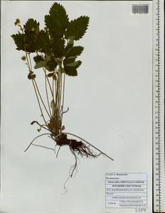 Fragaria orientalis Losinsk., Siberia, Russian Far East (S6) (Russia)