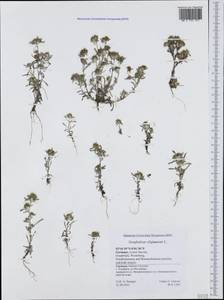 Gnaphalium uliginosum L., Western Europe (EUR) (Germany)