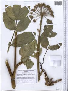 Angelica tschimganica (Korovin) Tikhom., Middle Asia, Western Tian Shan & Karatau (M3) (Tajikistan)