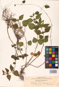 MHA 0 154 374, Lamium galeobdolon subsp. galeobdolon, Eastern Europe, South Ukrainian region (E12) (Ukraine)