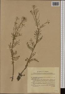 Cardamine pratensis subsp. matthioli (Moretti) Nyman, Western Europe (EUR) (Slovakia)