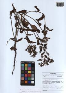 Lycopsis arvensis L., Siberia, Altai & Sayany Mountains (S2) (Russia)