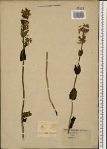 Nepeta betonicifolia, Caucasus (no precise locality) (K0)