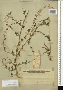 Chenopodium sosnowskyi Kapeller, Caucasus, Azerbaijan (K6) (Azerbaijan)