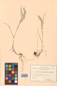 Poa macrocalyx Trautv. & C.A.Mey., Siberia, Russian Far East (S6) (Russia)