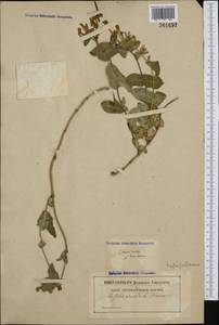 Lonicera caprifolium L., Western Europe (EUR) (France)
