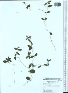 Moehringia lateriflora (L.) Fenzl, Eastern Europe, Central region (E4) (Russia)